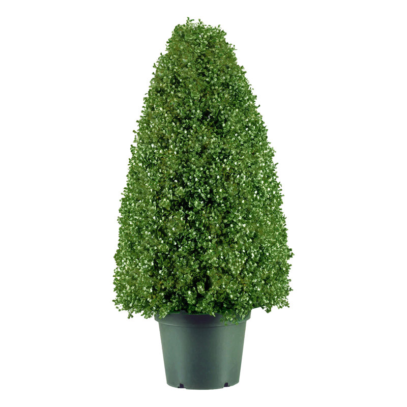 Topiaire de buis artificiel en pot , H 36 po x l 17 po x P 17 po