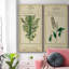 Linnaean Botany I - ensemble de 2 peintures sur toile tendue-183387629