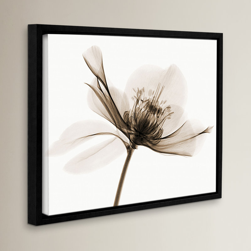 Hellebore ii, impression sur toile tendue encadrée, H 24 po x l 32 po x P 2 po