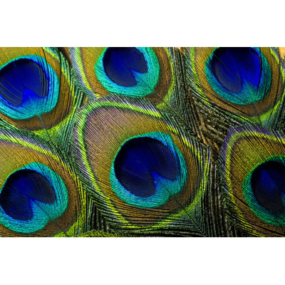 " Colourful Peacock Feathers "