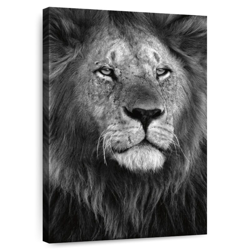 Fierté du lion, H 30 po x l 20 po