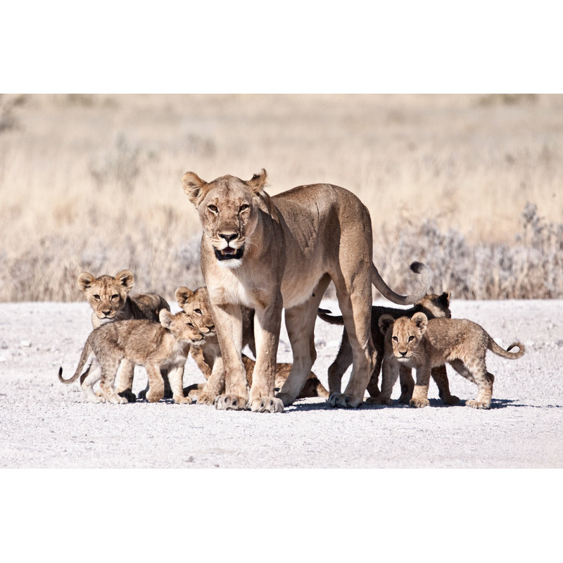 Lioness With Cubs On African Savannah - Wrapped Canvas Print, 30cm H x 46cm W x 3.8cm D