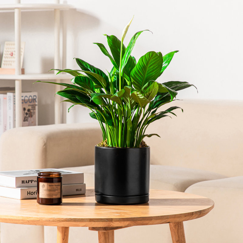 FLHPOT Ceramic Pot Planter, Black