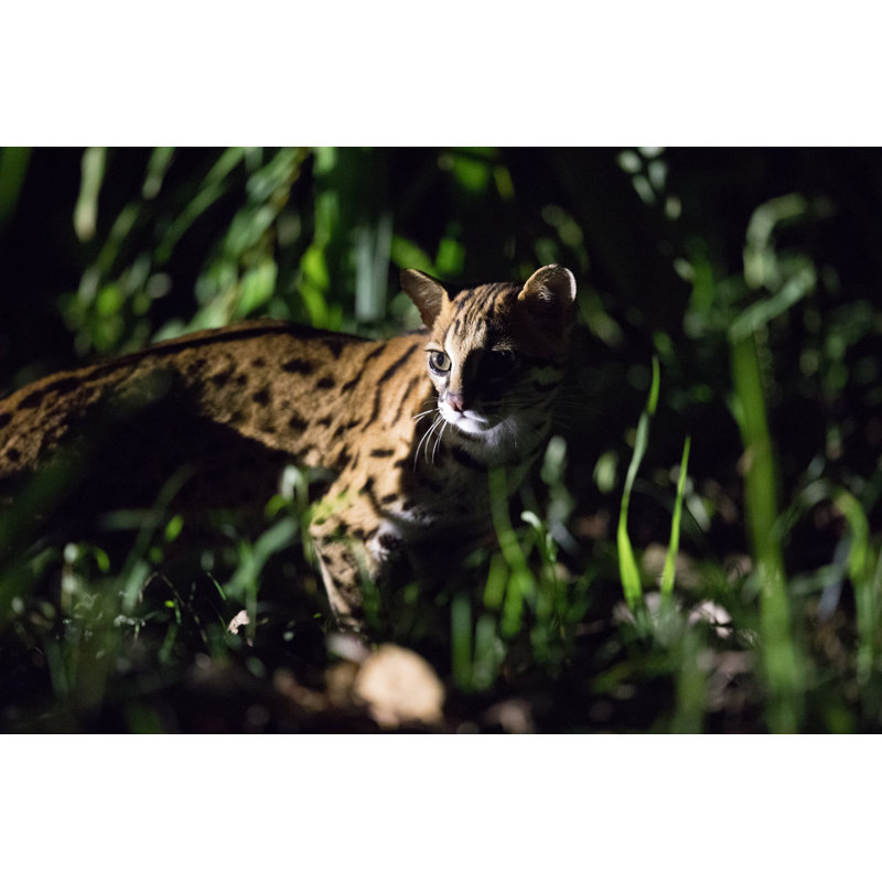 Sunda Leopard Cat by Chris Daniels - Wrapped Canvas Print, 30cm H x 46cm W