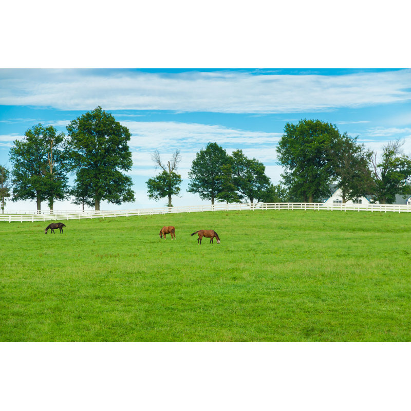 Pastures of Horse Farms par Volgariver - Photographie sur toile tendue, L 36 po x H 24 po