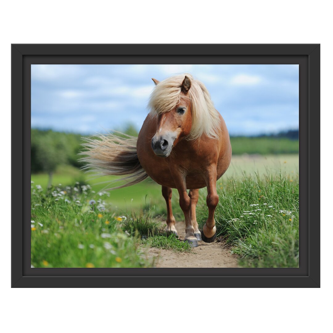 Gerahmtes Wandbild Shetlandpony auf der Wiese