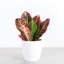 Live Petra Croton Plant in Classic Pot-49662113