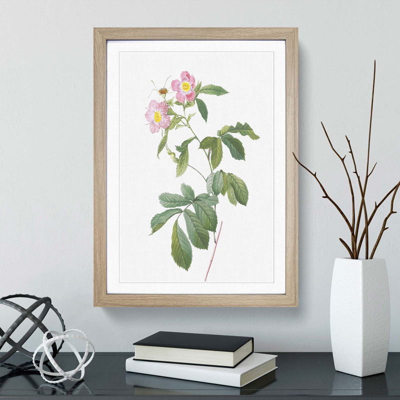 Alpine Roses In Pink by Pierre-Joseph Redoute - Single Picture Frame Painting, 45cm H x 33cm W x 2cm D, Oak Framed