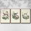 Lamarck Shells IV, ensemble de 3 toiles encadrées sur toile-97793110-97793112