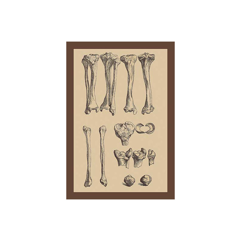 « leg os » par andreas vesalius, impression