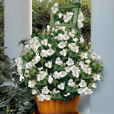 1 gal. Jasmine Sambac Arabian (4-Pack)