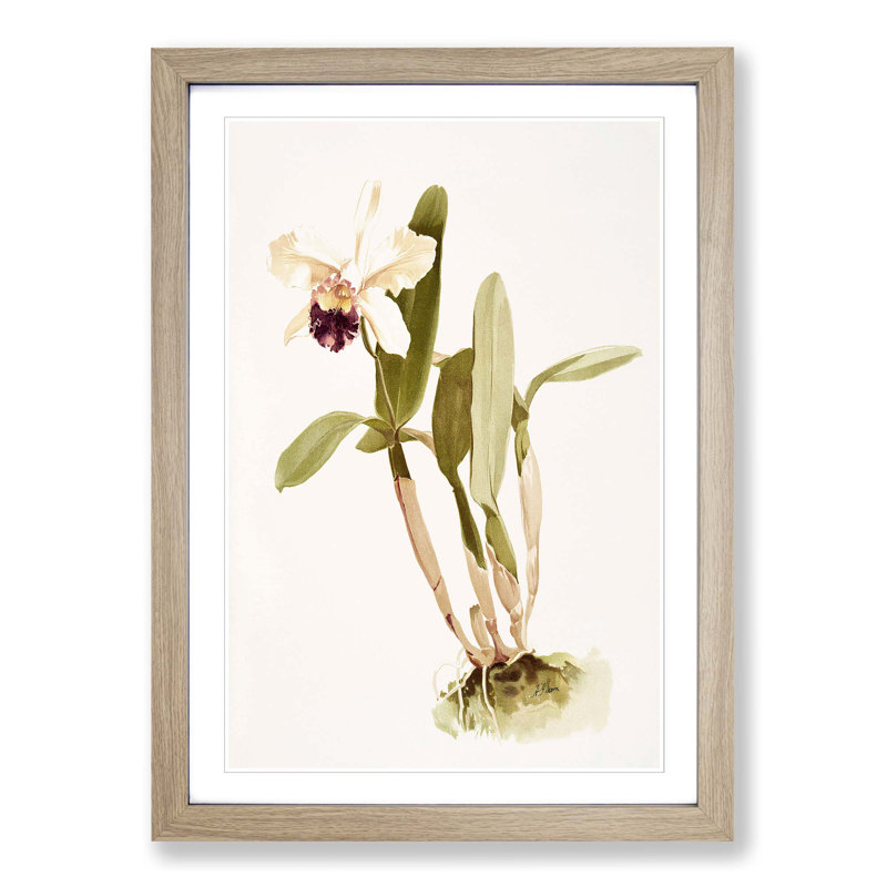 Magnolia Flowers Illustration Tab. 67 by Frederick Sander - Picture Frame Painting Print, 60cm H x 40cm W x 2cm D, Oak