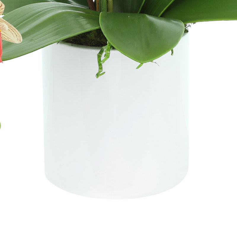 Modern Orchid Arrangement in Round Fiberstone Pot, Brown/Beige/Orange
