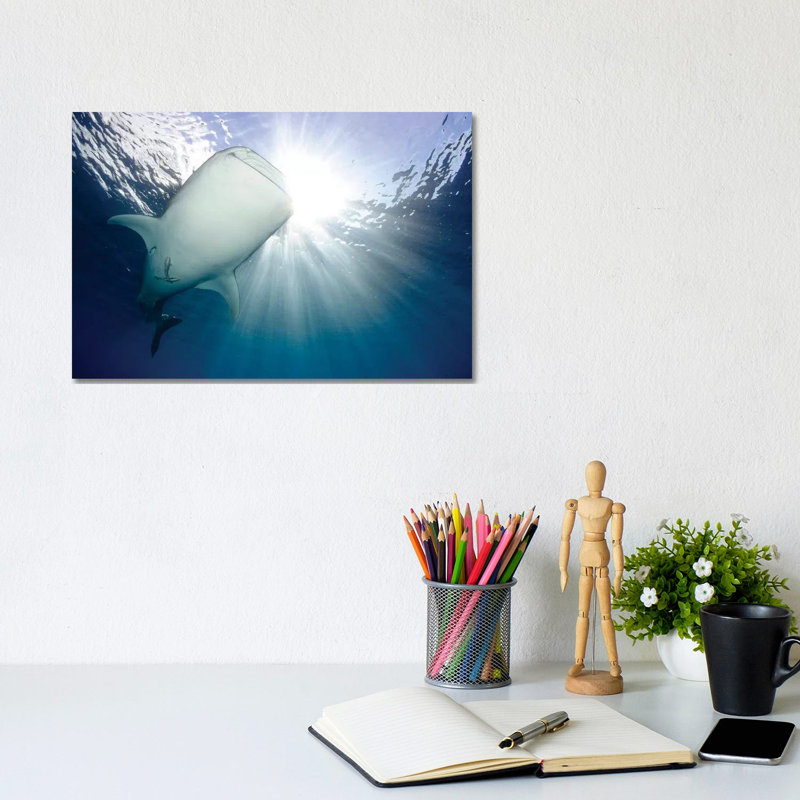 Whale Shark Feeding Under Fishing Platform, West Papua III 1 Piece Wall Art on Canvas, 20.32 cm H x 30.48 cm W, Canvas