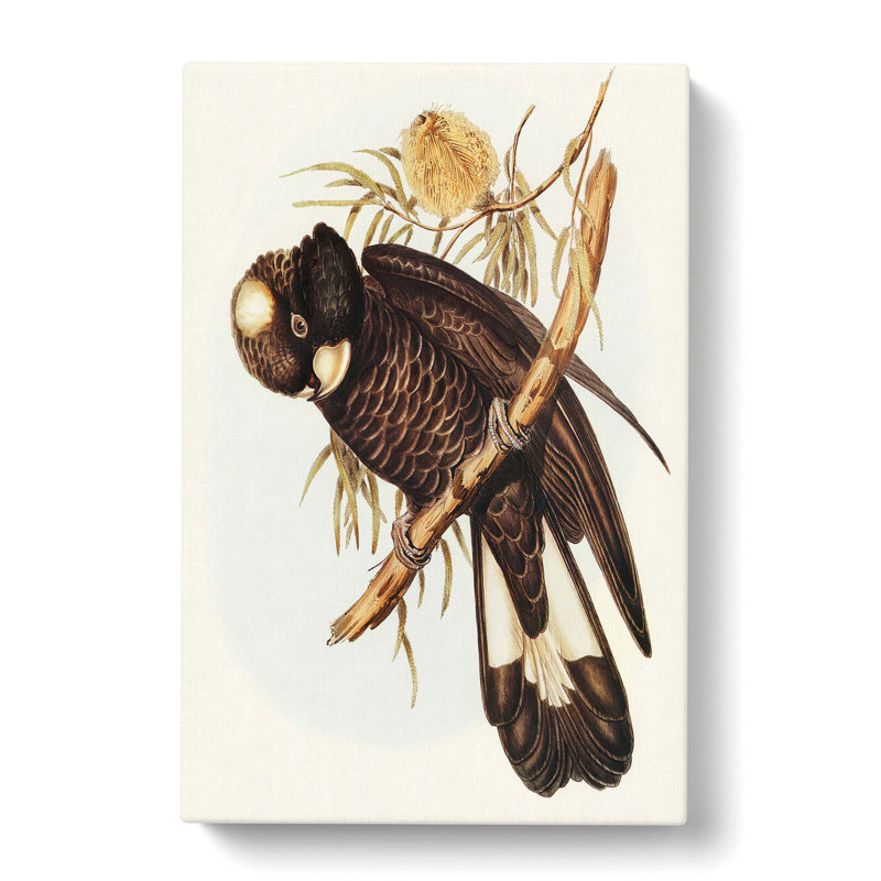 Baudins Cockatoo by Elizabeth Gould - Wrapped Canvas, 60cm H x 40cm W x 3cm D