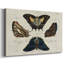 «Crackled Butterflies IV», toile tendue avec châssis-80238499