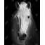 Cheval monochrome - Toile blanche pour animaux