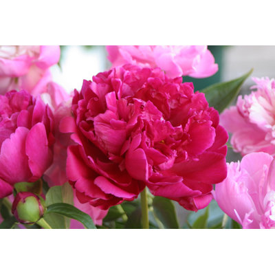 Pivoine - photographie sur toile tendue