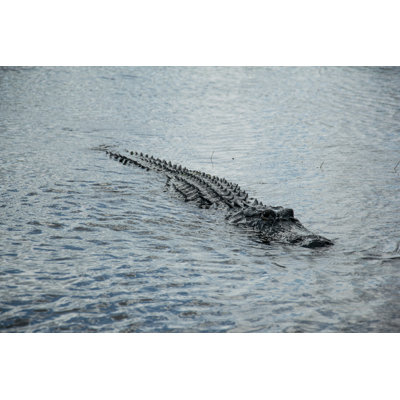 " The American Alligator " by Ygo Neto Batista