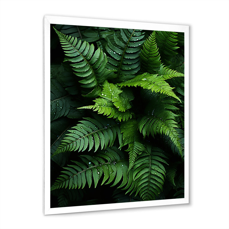 Delrico, fougères, plante, symphonie monochrome I, H 20 po x l 12 po x P 1 po, Cadre photo blanc