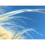 Dune Grasses Print by Petra Trimmel-65788932-65788935