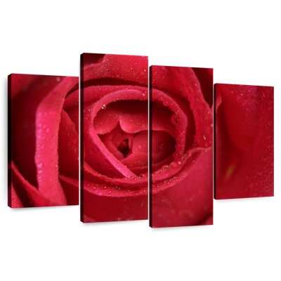 Blossoming Red Rose