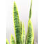 Fausse plante dracéna en pot Rummond-49421112-49421113