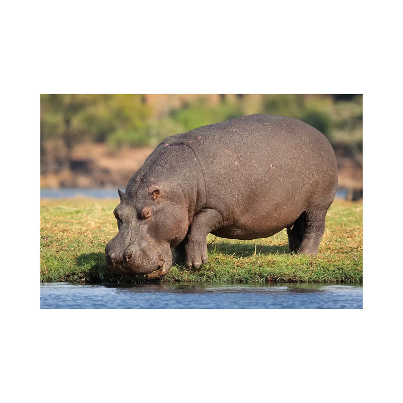 " Hippopotamus Botswana " by Mogens Trolle, 26" H x 40" W x 1.5" D