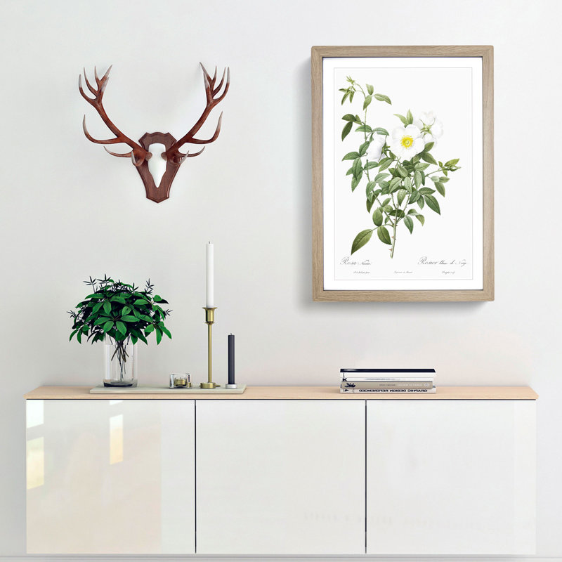 Cherokee Rose in White by Pierre-Joseph Redoute - Picture Frame Painting Print, 48cm H x 36cm W x 2cm D, Oak Framed