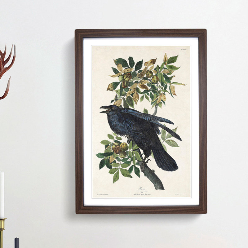 Raven by John Audubon - Picture Frame Painting Print, 36cm H x 27cm W x 2cm D, Walnut Framed