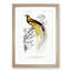 Bird of Paradise by Charles d Orbigny - Framed Print-55457063-55457066