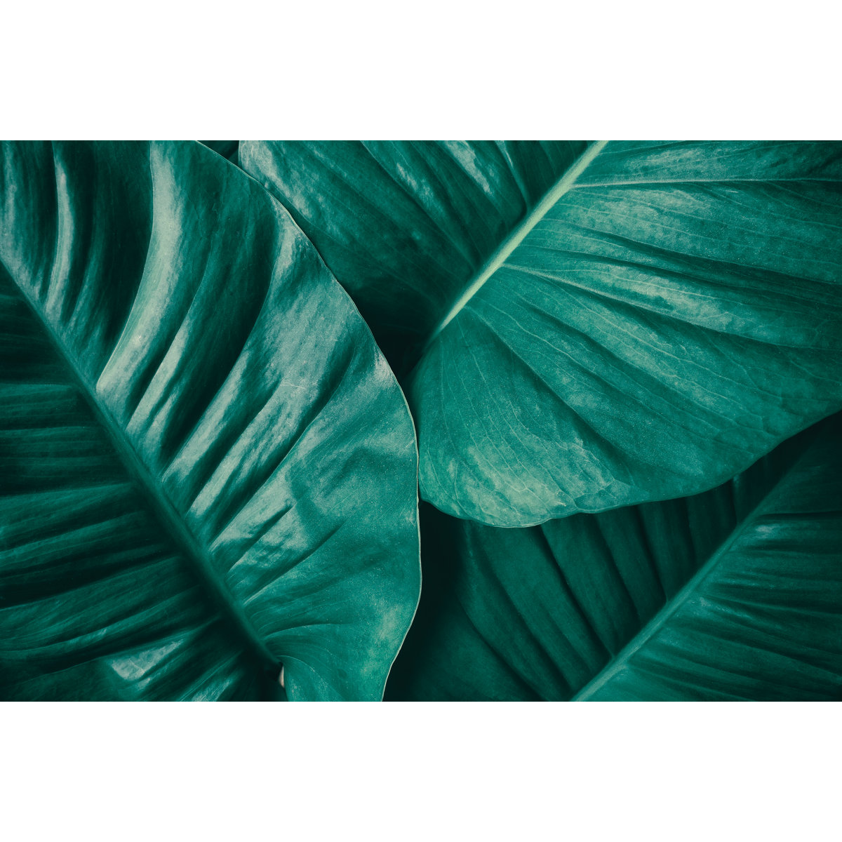 17 Stories Tropical Palm Leaf Texture Background - Wrapped Canvas ...