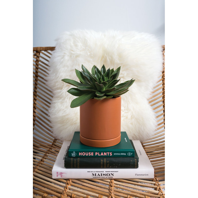Pot de fleurs en céramique Carlotta, H 5,75 po x l 5 po x P 5 po, Terre cuite