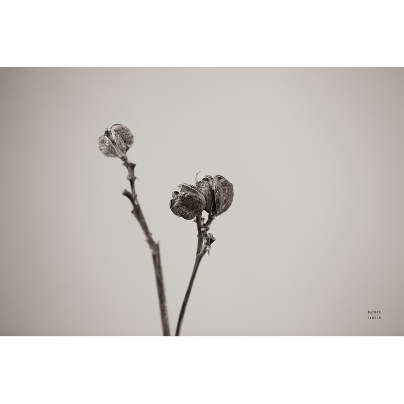 Daylily Pod Study by Nathan Larson - Wrapped Canvas Print, 20cm H x 30cm W x 3.8cm D