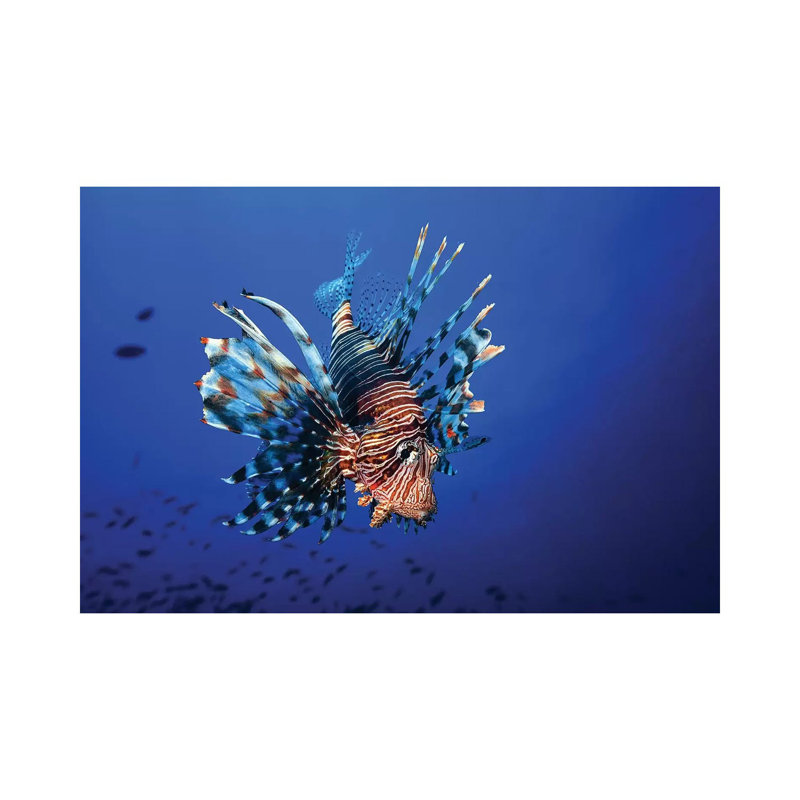 Lionfish by Barathieu Gabriel - Wrapped Canvas Photograph