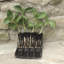 Planter-1707506503