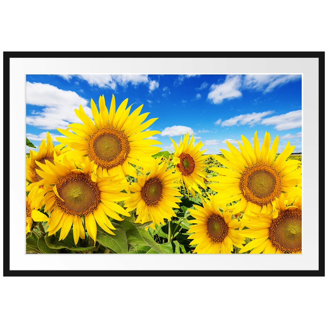 Gerahmtes Poster Sonnenblumenwiese unter Himmel