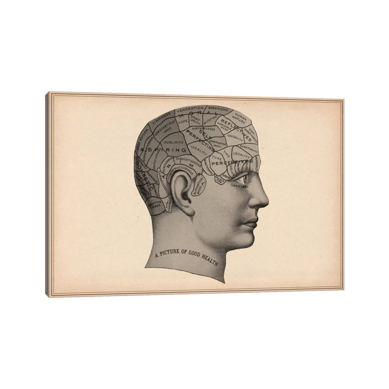 Phrenology Human Head - Wrapped Canvas Print, 66.04 cm H x 45.72 cm W x 3.175 cm D