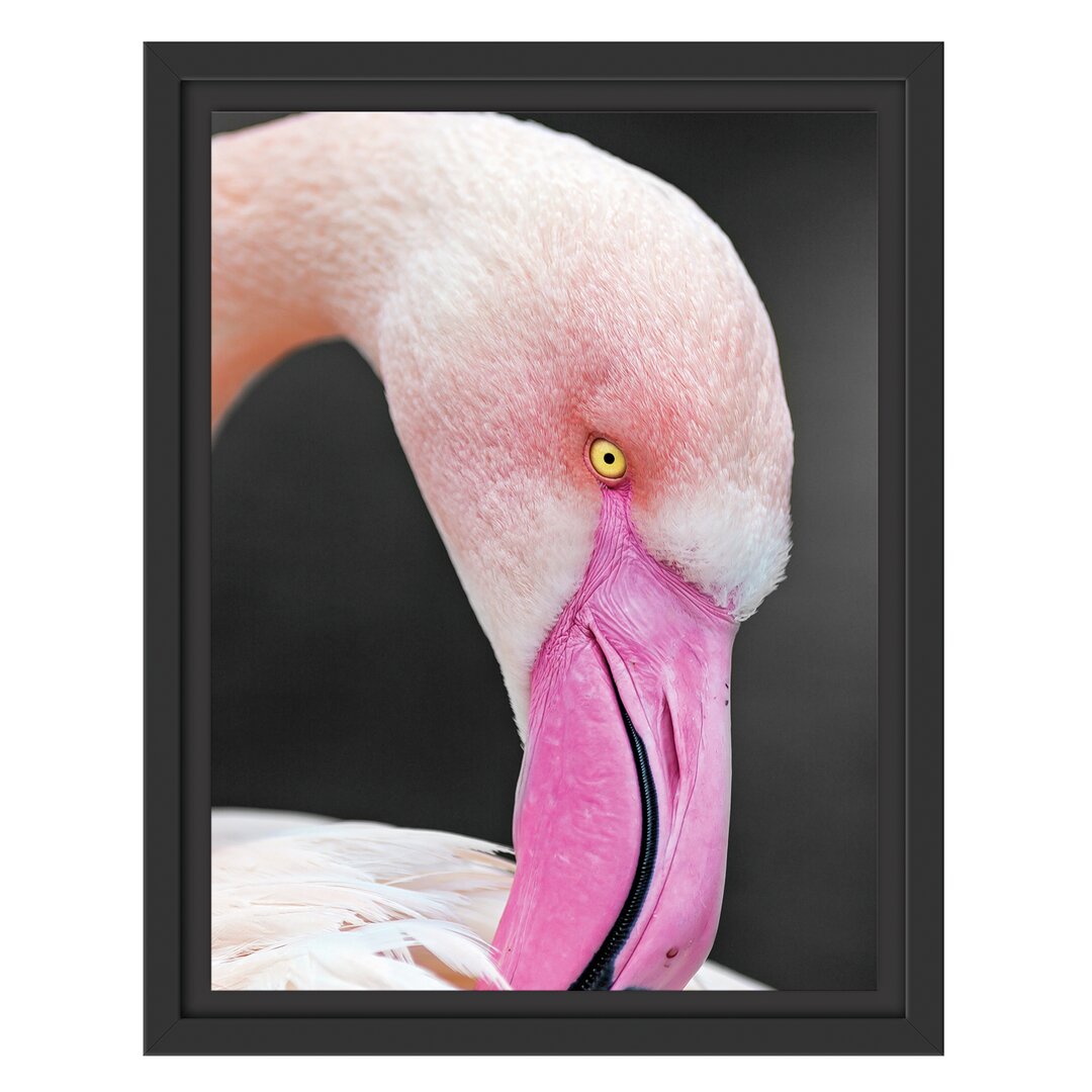 Gerahmtes Wandbild Flamingo putzt sein Gefieder