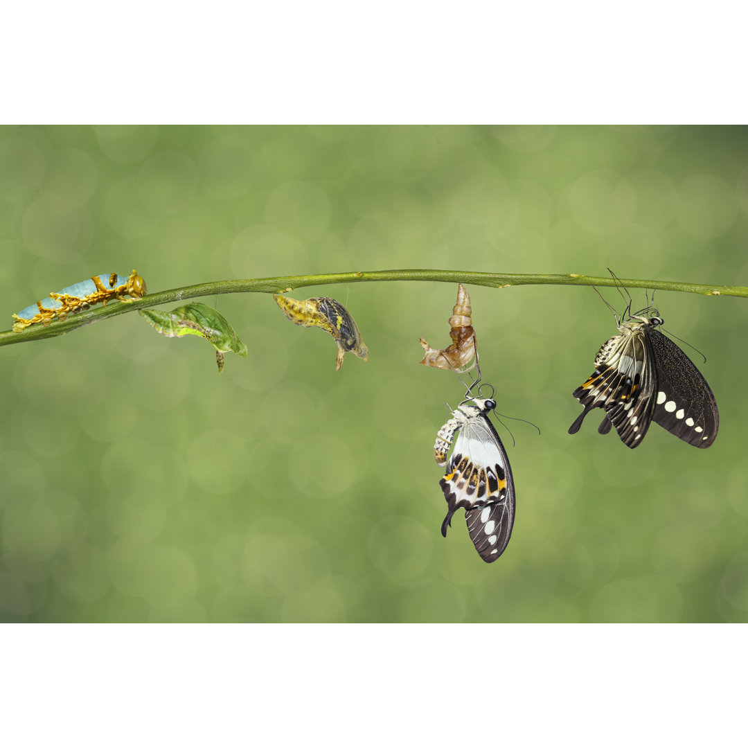 Schwalbenschwanz Schmetterling - Kunstdrucke auf Leinwand