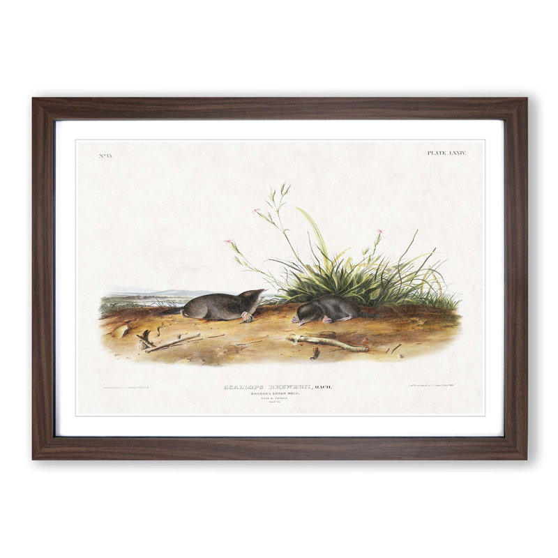 Shrew Moles by J.W. Audubon - Picture Frame Painting Print, Walnut Framed, 36cm H x 48cm W x 2cm D