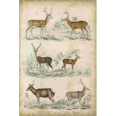 " Non-Embellished Species Of Deer "