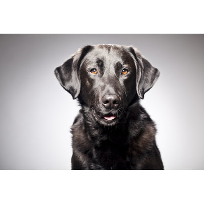 Portrait Of A Black Labrador - Wrapped Canvas Print