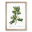 Siberian Pea Tree Flowers by Pierre-Joseph Redoute - Picture Frame Painting Print-55619519-55619524