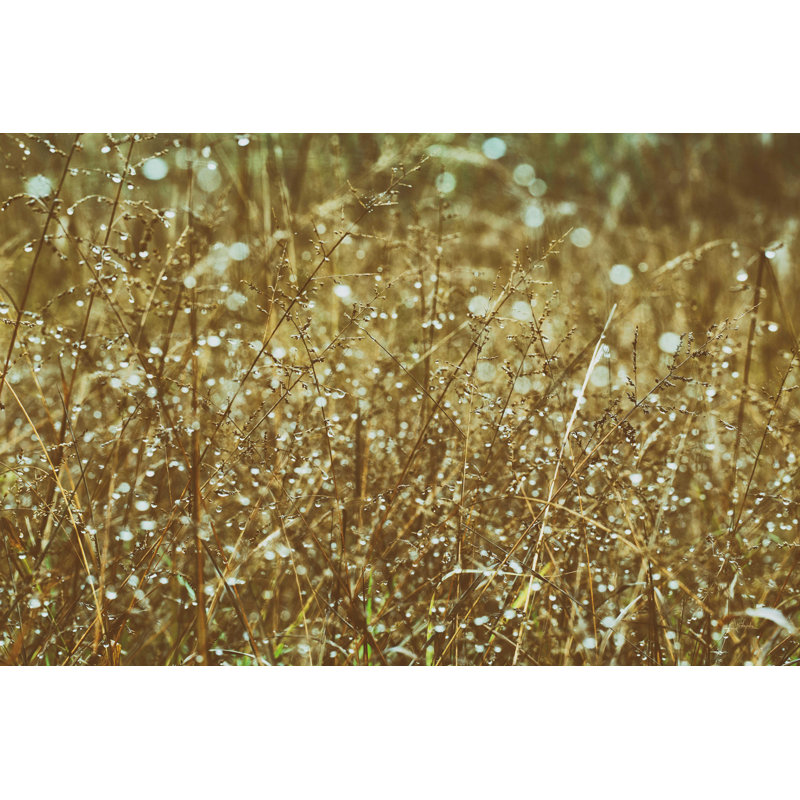 Makeia " Dew On Grasses ", 8" H x 12" W, No, Wrapped Canvas