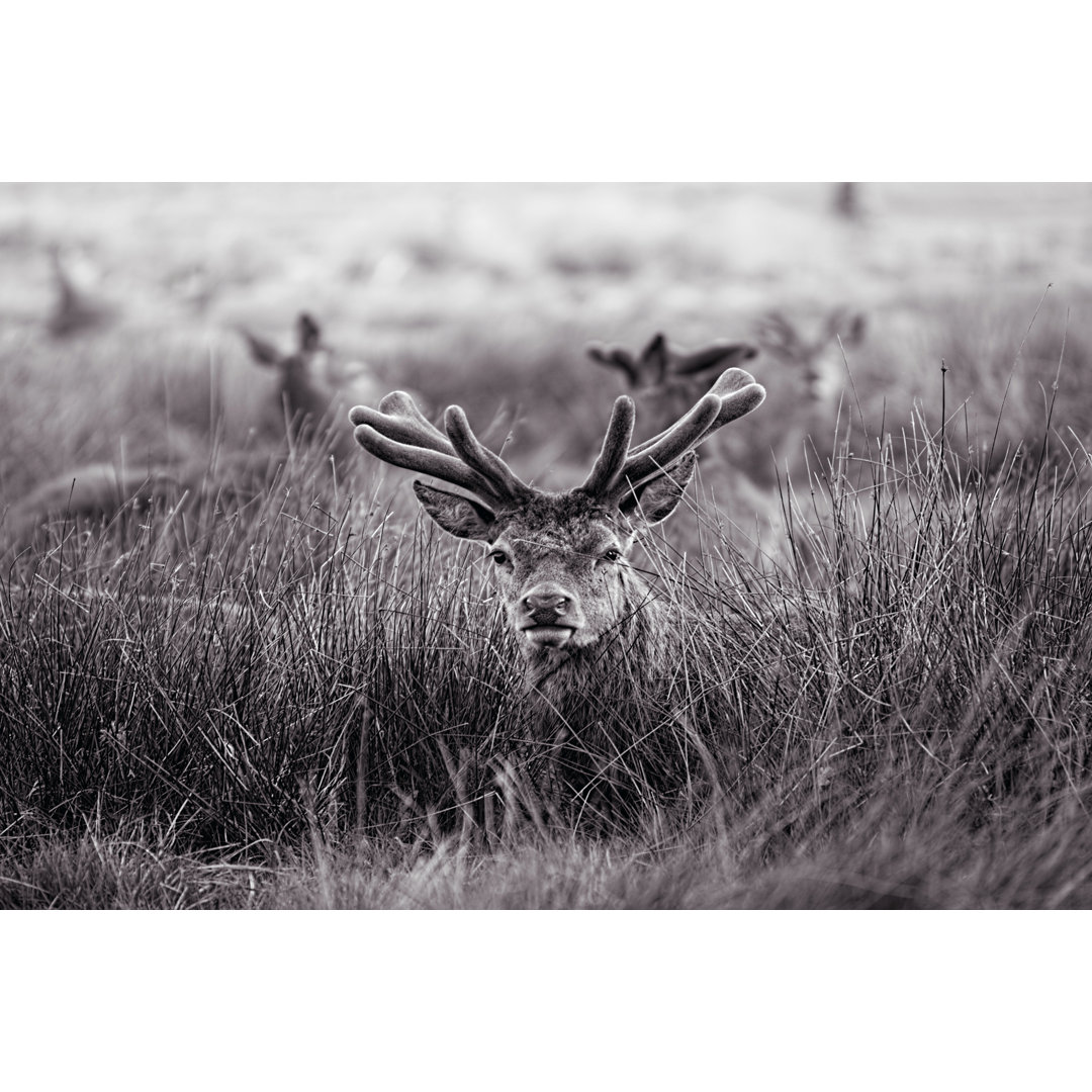 Leinwandbild Velvet Antlers I