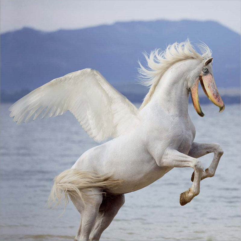 «Shoebill Horse» par Pixelmated Animals - impression encadrée