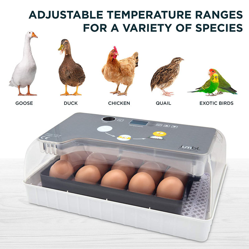 Incubateur à œufs de poule Trumbull