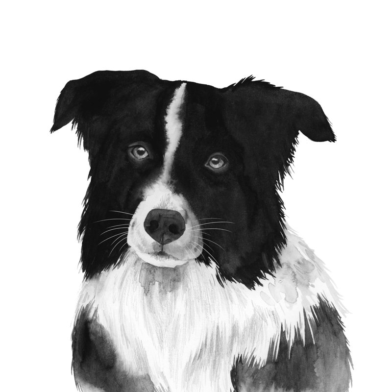 Border collie II, H 20 po x l 20 po
