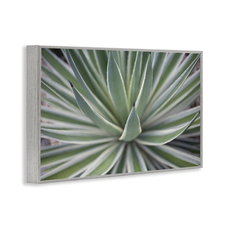 «Striped Plant Leaves», art de la giclée encadrée par Susan Bryant, Estampe numérique Farmhouse, H 16 po x l 24 po